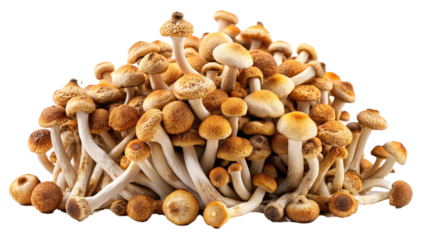 Pile of Psilocybin Magic Mushrooms Shrooms drugs or narcotic on transparent background