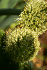 Las flores y la abeja