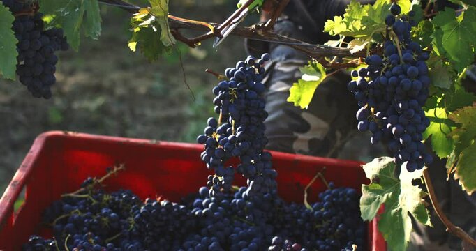 Super slow motion close up of farmer or winemaker is picking ripe grape bunches on vines during wine harvest season in vineyard for further high quality wine production at 1000fps