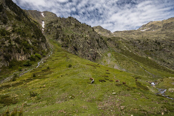 Fototapeta premium Wild horses grazing in natural park of valley Comapedrosa at summer, with snow in the mountains, Andorra