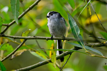 Schwanzmeise // Long-tailed tit (Aegithalos caudatus)