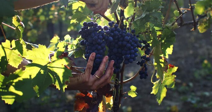 Super slow motion close up of farmer or winemaker is picking ripe grape bunches on vines during wine harvest season in vineyard for further high quality wine production at 1000fps