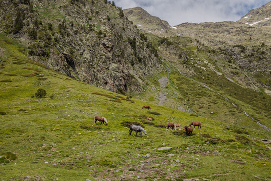 Wild horses grazing in natural park of valley Comapedrosa at summer, with snow in the mountains, Andorra