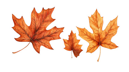 Colorful autumn leaves isolated on transparent background