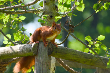 Eurasian red squirrel sitting on the wooden structure close-up