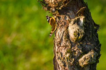 painted lady sitting on the grape trunk on a sunny autumn day