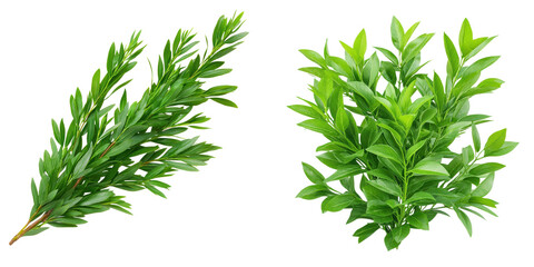 Fototapeta premium Green foliage isolated on a transparent background