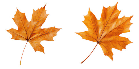 Obraz premium Two vibrant autumn leaves on a transparent background