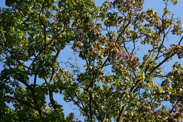 Äste eines herbstlichen Ahornbaums gegen blauen Himmel