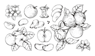 Vintage apple. Fruit food and flower blossom, old retro plant leaf sketch style drawing. Botany harvest art for encyclopedia hand drawn. Vector isolated elements and botanical composition set © SpicyTruffel