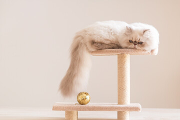 A Playful Cat Enjoying Itself in a Cozy and Inviting Setting with a Gleaming Golden Ball