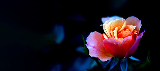 Rose in pink orange gelb Hintergrund dunkel schwarz mit Platz f&uuml;r Text