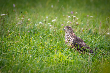 A young Eurasian goshawk stands on the ground between green grass and toward the camera lens on a cloudy summer day.