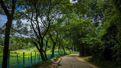 Shaded rural path surrounded by lush green trees