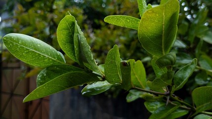Rain kissed green leaves with a soft natural background