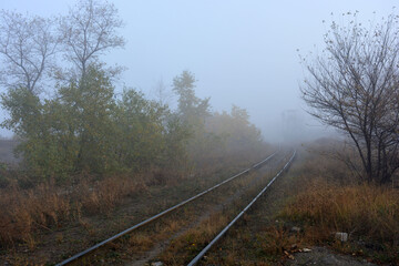 A dense white fog enveloped the autumn nature, trees, bushes and yellow-brown grass. Sand paths...