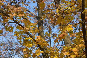 Beautiful and beautiful nature of the autumn park. Dry, bright, golden, yellow-green leaves hang on the tree against the blue sky.