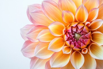 Fototapeta premium A close-up of a vibrant orange and pink dahlia flower with delicate petals on a white background.