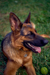       German shepherd dog camping with the children
