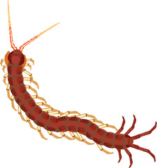 cienpies which is translated as Centipedes top view of a living centipede