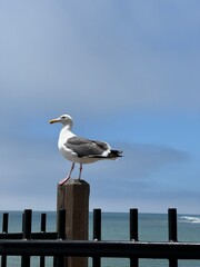 seagull on the pier