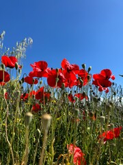 Obraz premium red flowers