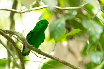 Cute Green broadbill at tree