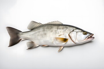 Fototapeta premium Barramundi fish on white background, Ai Generated