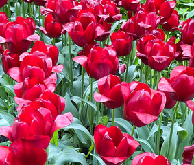 Field of blooming red tulips against a background of green stems and leaves