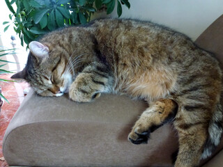 Domestic purebred cat lies on the sofa and sleeps. The pet is resting