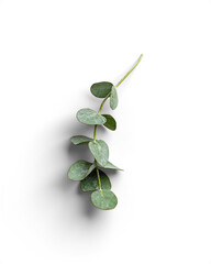 Botanical Eucalyptus Leaf Sprig