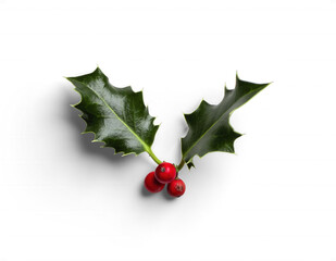 Close-Up of Holly Leaves and Berries