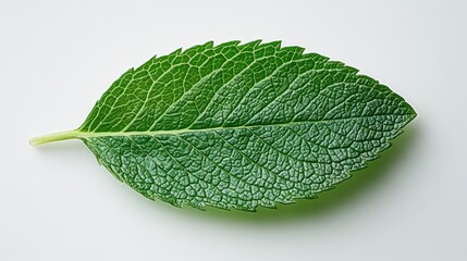 Obraz premium Close-up of a single, vibrant green mint leaf with visible veins on a white background.