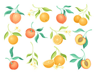 Peach and Orange Fruit Branch with Leaf and Juicy Fruit Vector Set