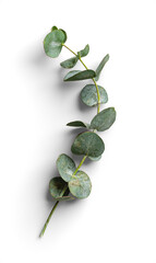 Detailed Eucalyptus Stem with Arched Leaves Isolated