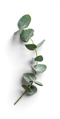 Detailed Eucalyptus Stem with Arched Leaves