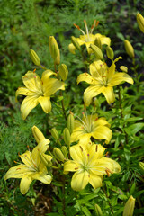 Obraz premium yellow lily in the garden 
