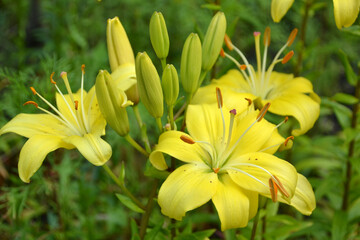 Obraz premium yellow lily in the garden 