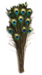 Obraz premium Peacock Feather on White Background, Abstract Image, Texture, Pattern Background, Wallpaper, Cover and Screen of Smartphone, PC, Laptop, 9:16 and 16:9 Format