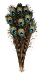 Fototapeta premium Peacock Feather on White Background, Abstract Image, Texture, Pattern Background, Wallpaper, Cover and Screen of Smartphone, PC, Laptop, 9:16 and 16:9 Format