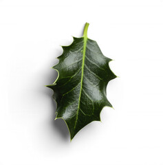 Fototapeta premium Isolated Green Holly Leaf with Pointed Edges