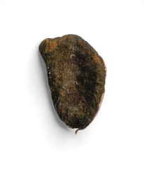 Naklejka premium Isolated Dried Seed Pod