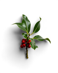 Isolated Single Branch of Holly with Red Berries