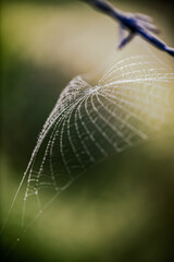 Morning spider web. 8848