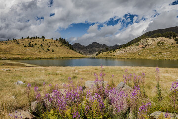 Rosebay willowherb, Chamaenerion pink flowers growing near lake Ciscaro in the Pyrenees mountains, Vall d'Incles