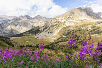 Rosebay willowherb, Chamaenerion pink flowers growing in the Pyrenees mountains, Vall d'Incles, Andorra 