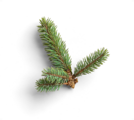 Natural Fir Tree Sprigs with Green Needles