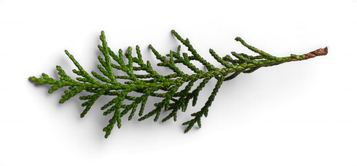 Organic Evergreen Cypress Sprig for Botanical Themes