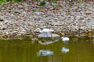  Snowy egret (Egretta thula) on the Maumee river in Ohio