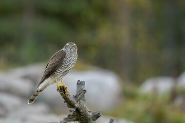Sparrow hawk observes its surroundings from a dry branch